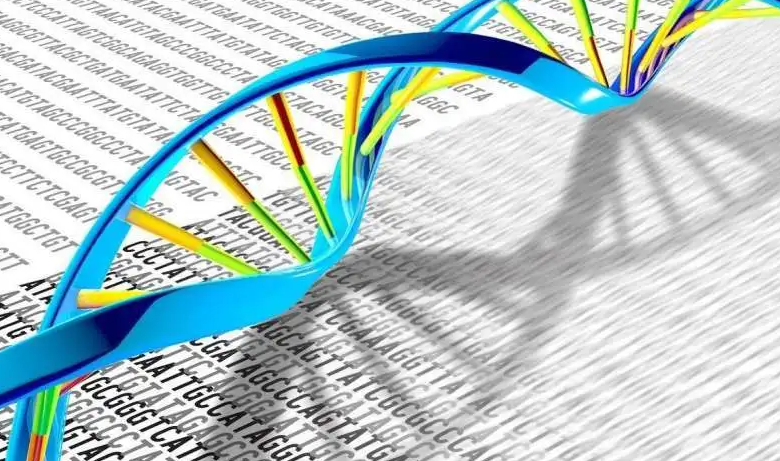 Introduced oligonucleotides, single-stranded, double-stranded DNA, as ...